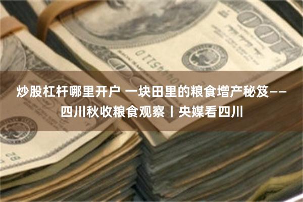 炒股杠杆哪里开户 一块田里的粮食增产秘笈——四川秋收粮食观察丨央媒看四川